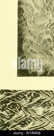 Archiv Bild von Seite 80 - Denkschriften der Österreichischen Akademie der Stockfoto