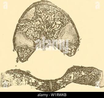 Archiv Bild von Seite 80 der Denkschriften der Kaiserlichen Akademie der. Denkschriften der Kaiserlichen Akademie, Christian, Mathematisch-Naturwissenschaftliche Classe denkschriftender 61 kais Jahr: 1894 Abb. 9. Abb. 10 Stockfoto
