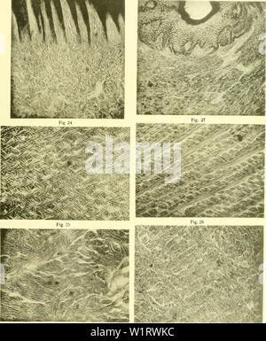 Archiv Bild von Seite 80 - Denkschriften der Österreichischen Akademie der Stockfoto