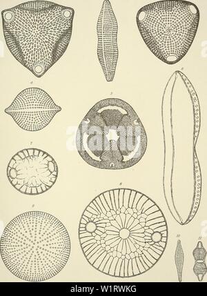 Archiv Bild von Seite 80 - Denkschriften der Österreichischen Akademie der Stockfoto