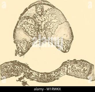 Archiv Bild von Seite 80 der Denkschriften der Kaiserlichen Akademie der. Denkschriften der Kaiserlichen Akademie, Christian, Mathematisch-Naturwissenschaftliche Classe denkschriftender 61 kais Jahr: 1894 Abb. 9. Abb. 10 Stockfoto