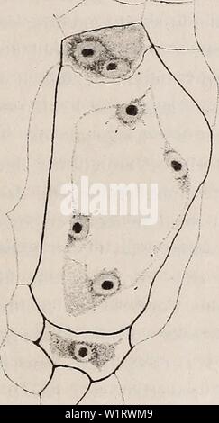 Archiv Bild von Seite 80 - Denkschriften der Österreichischen Akademie der. - Denkschriften der Österreichischen Akademie, Christian denkschriftens 951918 akad Jahr: 1850 Stockfoto