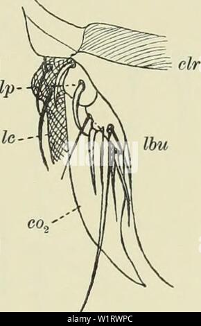 Archiv Bild von Seite 80 der Denkschriften der Medicinisch-Naturwissenschaftlichen Gesellschaft zu. Denkschriften der Medicinisch-Naturwissenschaftlichen Gesellschaft zu Jena denkschriftender 13 medi Jahr: 1879 Stockfoto