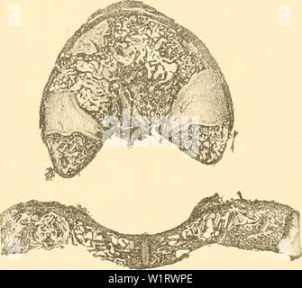 Archiv Bild von Seite 80 der Denkschriften der Kaiserlichen Akademie der. Denkschriften der Kaiserlichen Akademie, Christian, Mathematisch-Naturwissenschaftliche Classe denkschriftender 61 kais Jahr: 1894 Abb.'. Abb. 12. Stockfoto