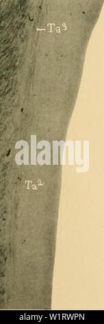 Archiv Bild von Seite 80 der Denkschriften der Medicinisch-Naturwissenschaftlichen Gesellschaft zu Stockfoto