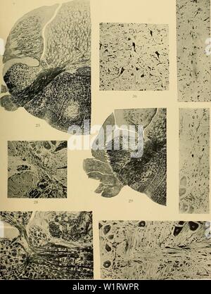 Archiv Bild von Seite 80 der Denkschriften der Medicinisch-Naturwissenschaftlichen Gesellschaft zu Stockfoto