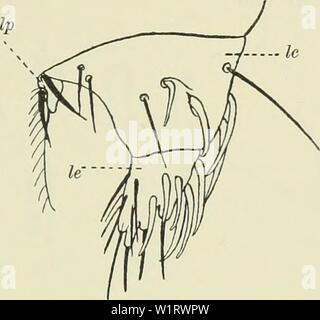 Archiv Bild von Seite 80 der Denkschriften der Medicinisch-Naturwissenschaftlichen Gesellschaft zu. Denkschriften der Medicinisch-Naturwissenschaftlichen Gesellschaft zu Jena denkschriftender 13 medi Jahr: 1879 Stockfoto