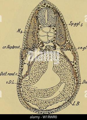 Archiv Bild von Seite 80 der Denkschriften der Medicinisch-Naturwissenschaftlichen Gesellschaft zu Stockfoto