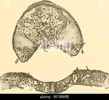 Archiv Bild von Seite 80 der Denkschriften der Kaiserlichen Akademie der. Denkschriften der Kaiserlichen Akademie, Christian, Mathematisch-Naturwissenschaftliche Classe denkschriftender 61 kais Jahr: 1894 Abb.'. Abb. 12. Stockfoto