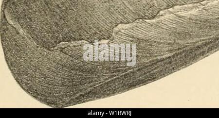 Archiv Bild von Seite 80 der Denkschriften der Kaiserlichen Akademie der. Denkschriften der Kaiserlichen Akademie, Christian, Mathematisch-Naturwissenschaftliche Classe denkschriftender 64 kais Jahr: 1897/ Stockfoto