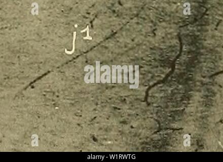 Archiv Bild von Seite 80 der Denkschriften der Medicinisch-Naturwissenschaftlichen Gesellschaft zu Stockfoto