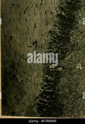 Archiv Bild von Seite 80 der Denkschriften der Medicinisch-Naturwissenschaftlichen Gesellschaft zu Stockfoto