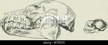 Archiv Bild von Seite 81 der Dansk ornithologisk forenings Tidsskrift" (1907). Dansk ornithologisk forenings Tidsskrift" danskornithologi 08 dans Jahr: 1907 72 praeget Saerstraev, der fører helt Bort fra Fuglekarakteren. Trans-versum (T)er ikke Stort, men det er der Hund: Krybdyr og dermed Etiketten. De øvrige Knogleelementer forefindes naturligvis hos begge; Männer deres Linjer äh svungne paa forskellig Maade, Spender saa an sige Ihres Inputs für die Hinanden fjaerntliggende Stilarter: Fuglens ligesom renere og klarere ich Sünde enkle Flyveøglens Linjevirkning, bloße barbarisk. Se hvorledes de Ganeben (Pa) hos Stockfoto