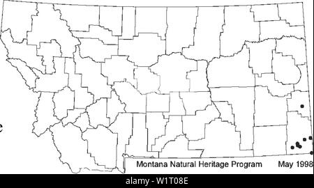 Archiv Bild von Seite 86 der Botanischen und Vegetation Übersicht von. Botanische und Vegetation Umfrage von Carter County, Montana, Büro für Landmanagement - verwaltet Grundstücke D4B7AF 30-6 FF 2-4017-ADC 9-7 C 50A 7256521 Jahr: 1998 Das Duplikat der kommentierten Probe bei MONTU (Herbarium an US von Montana) hat Kelch 12 mm lang, mit Zähne 7mm lang. Eine Sammlung von Fallon County, Montana (Lesica # 4280) hat Kelch 8 mm lange mit Zähnen 3 mm lang. Unsere Kollektionen von Carter County (Vanderhorst 5695,5713) haben relativ kurze calyces (ca. 8 mm) und die Zähne (3-5 mm), aber relativ breit basal Merkblätter. Pl Stockfoto