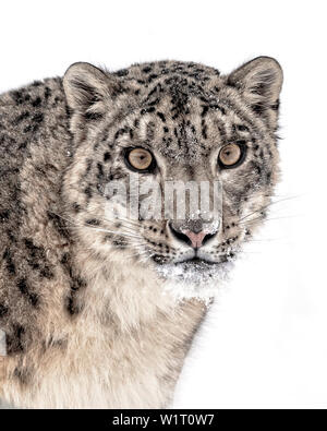 Die Snow Leopard ist eine große Katze von der Bergkette von Zentral- und Südasien in den alpinen Zonen in einer Höhe von 10.000 bis 15.000 Fuß. Stockfoto