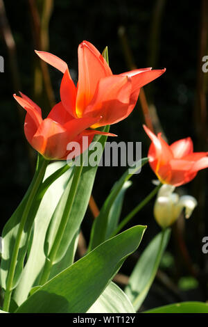 Rote Tulpen in voller Sonne Stockfoto