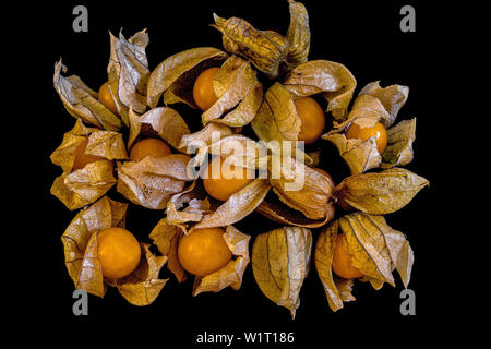 Gelbe frische Physalis mit trockenen Blättern liegen auf einem schwarzen Hintergrund Schuß von oben im Studio Stockfoto