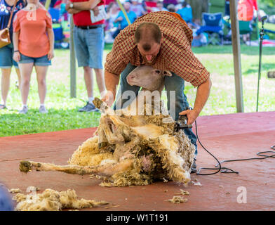 Pennsylvania, USA - May 30, 2019 - Schafe die Aufteilung auf der Kutztown Folk Festival Stockfoto