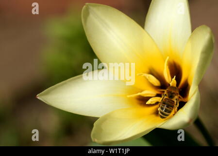 Die Biene sammelt Pollen in der Blüte einer Tulpe Stockfoto
