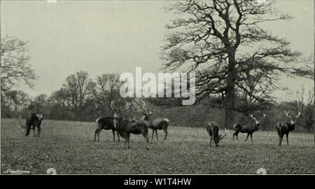 Archiv Bild von Seite 91 Der Hirsch von allen Ländern;. Der Hirsch vor allen Ländern; eine Geschichte der Familie Cervidae lebenden und Ausgestorbenen deerofalllandshi 00 lyde Jahr: 1898 64 Elaphine Gruppe Der große helle Bereich Im kaudalen Bereich, müssen ebenso wie spezielle Funktionen betrachtet werden; aber es ist interessant zu bemerken, dass die kaudale Festplatte zumindest einige der zentralen asiatischen Arten, in der die Markierungen sind sehr wie die Der sikas entwickelt. Nachweis der Affinität mit der Gruppe wird weiter von den gefleckten Fell der Kitze. Und obwohl es in der Regel, dass der erwachsene Fell Stockfoto