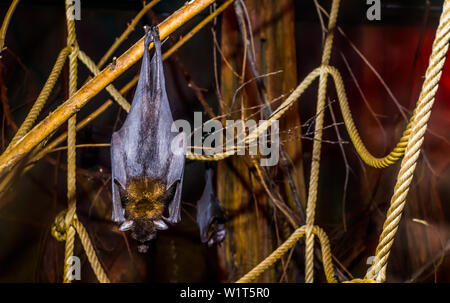 Nahaufnahme eines Lyle Flying Fox hängend an einem Zweig, Tropische und gefährdete bat specie aus Asien, nächtlichen halloween Tier Stockfoto