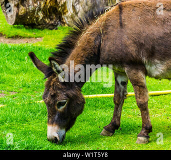 Nahaufnahme von einer Miniatur Esel grasen auf der Weide, beliebte Bauernhof Tierart Stockfoto