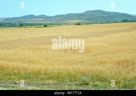 Ländliche Landschaft in der Morgendämmerung, Gelände mit oat Felder und aus dem Dorf auf dem Hügel. Foto. Gereifte blütenrispen Gemeinsame Hafer Avena sativa Stockfoto