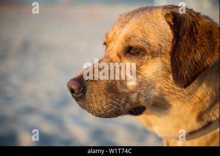 Eine glückliche junge gelben Labrador Retriever Hund mit einem nassen Gesicht in die Sonne am Ufer eines Golden Beach Stockfoto