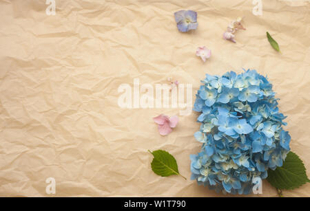 Hortensie blaue Blumen Zusammensetzung gegen zerknittertes Papier trendy Hintergrund. Flach, kopieren. Stockfoto