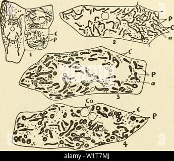 Archiv Bild von Seite 96 Der cytoplasma der Pflanze. Das zytoplasma der pflanzlichen Zelle cytoplasmofplant 00 guil Jahr: 1941 Kapitel VIII 81 - Die Ghondriome {Fortsetzung) Die sehr beot Material für die Untersuchung von lebenden Zytoplasma ist in den Zellen der Epidermis mit Blumen und verschiedenen Organen der monocotyledons, die von Iris und Tulip unter anderem gefunden werden, sowie in der Glühbirne Waagen von Allium Cepa, die später genommen werden, und in der Saprolegniaceae, die gerade untersucht wurden. Auf diese Formen haben wir die genaueste Beobachtungen des chondriosomes, dass es evtl. Stockfoto