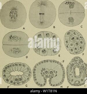 Archiv Bild von Seite 98 der Zytologie, mit besonderem Bezug auf. Zytologie, mit besonderem Bezug auf die metazoan Kern cytologywithspec 00 Agar 0 Jahr: 1920 im Keim-TRACK 83 und verschwinden nach und nach, und ein neuer Satz von Granulat macht sein Aussehen in den nächsten Prophase. Als Granulat der vorausgehenden Mitose nicht ganz mit der Zeit verschwunden sind die neuen entwickelt, die Zelle ist nie ganz ohne sie, und diese Tatsache macht die kontinuierliche Identifizierung möglich. Das neue Granulat erscheinen an der prophase sind wieder konzentriert - Abb. 39. Differenzierung der Keim-Track in Cyclops fuscus (A Stockfoto
