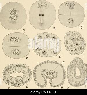 Archiv Bild von Seite 98 der Zytologie, mit besonderem Bezug auf. Zytologie, mit besonderem Bezug auf die metazoan Kern cytologywithspec 00 agar Jahr: 1920 Kranke GERM-TRACK 83 und verschwinden nach und nach, und ein neuer Satz von Granulat macht sein Aussehen in den nächsten Prophase. Als Granulat der vorausgehenden Mitose nicht ganz mit der Zeit verschwunden sind die neuen entwickelt, die Zelle ist nie ganz ohne sie, und diese Tatsache macht die kontinuierliche Identifizierung möglich. Das neue Granulat erscheinen an der prophase sind wieder konzentriert - Abb. 39. Differenzierung der Keim-Track in Cyclops fuscus (A- Stockfoto