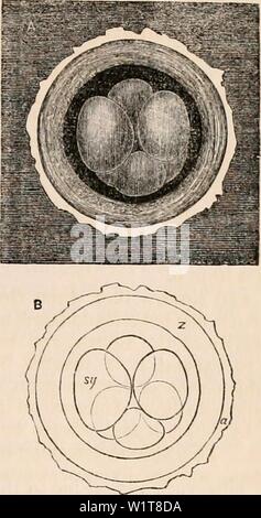 Archiv Bild von Seite 98 Der cyclopaedia von Anatomie und. Die cyclopaedia von Anatomie und Physiologie cyclopdiaofana 05 Todd Jahr: 1859 Eizellen des Hasen aus dem Eileiter drei Tage nach der Imprägnierung. A, zeigt auf eine dunkle Masse eine dieser Eizellen, • die B ist eine erläuternde Umrisse, y, s, das Eigelb, Segmente, von denen es waren acht; z, der Zona; ein, die dicke Schicht von Eiweiß, die in diesem Tier ist immer auf der Außenseite der Zona nach der granuläre Zellen hinterlegt aus ihr entfernt wurden. c und D. Sonstige Eizellen aus dem gleichen Tier; in D, sind drei Projektionen der albumino Stockfoto