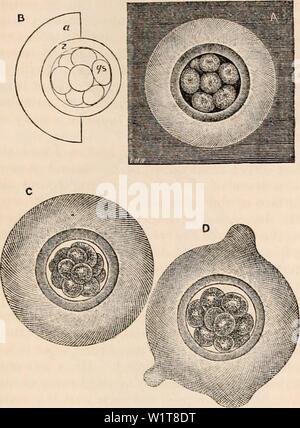 Archiv Bild von Seite 98 Der cyclopaedia von Anatomie und. Die cyclopaedia von Anatomie und Physiologie cyclopdiaofana 05 Todd Jahr: 1859 OVUM. Anzeigen, die er vorher genommen hatten, dass die Zona wird Chorion, oder zumindest, dass eine neue Einzahlung ist nicht in allen Mammalia notwendig für die Bildung der Membran. Abb. 57. [85] Abb. 58. Die Eizellen des Hasen aus dem Eileiter drei Tage nach der Imprägnierung. A, zeigt auf eine dunkle Masse eine dieser Eizellen, • die B ist eine erläuternde Umrisse, y, s, das Eigelb, Segmente, von denen es waren acht; z, der Zona; ein, die dicke Schicht von Eiweiß, die in Stockfoto