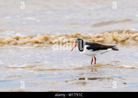 Gemeinsame Pied Austernfischer (Haematopus ostralegus) auf der Suche nach Essen bei Ebbe in der dengie Wattenmeer, Bradwell-on-Sea, Essex, Großbritannien Stockfoto