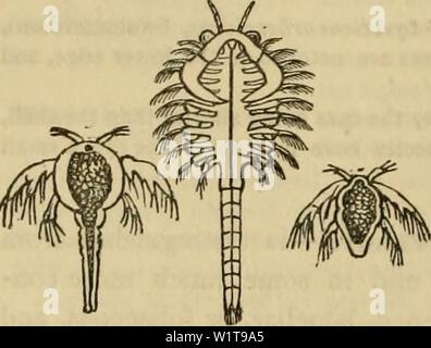 Archiv Bild von Seite 453 des Cuvier animal kingdom angeordnet. Der Cuvier animal kingdom: Entsprechend seiner Organisation cuviersanimalkin 00 cuvi Jahr: 1840 442 CRUSTACEA angeordnet. ArtemÃ® eine Salina, {Krebs salinus, Linn., Montague, in der Straßenbahn. Linn. Soe., 9. pi. 14) [Die Brine Shrimp] ist eine sehr kleine Crustaceous Tier, häufig in der Salinen in Lymington, in England, als die Verdunstung des Wassers erheblich erweiterte gefunden. [Latreille festgestellt, dass wir im Besitz der sehr unvollkommenen Zeichen dieses kleinen Spezies waren. In jüngerer Zeit hat. Dr. J. V. Tliompson hat minutiös Ex Stockfoto