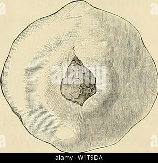 Archiv Bild ab Seite 453 der Denkschriften der Medicinisch-Naturwissenschaftlichen Gesellschaft zu. Denkschriften der Medicinisch-Naturwissenschaftlichen Gesellschaft zu Jena denkschriftender 413 medi Jahr: 1879 318 sterben Furchung und Entwickelung der Keimblätter bei Ceratodus forsten. 20 Ö Spalte eine Naht liefern, schliesslich sterben sterben ganze Dorsalseite durchquert? Dadurch offenbar, dass immer, wenn sich vordere Abschnitte der Spalte schlössen und dorsalwärts verschoben wurden, von hinten ihr ein Nachschub stattfand, der neue Theile ein sterben Stelle der alten Spaltränder setzte. Dabei bleibt aber Stockfoto