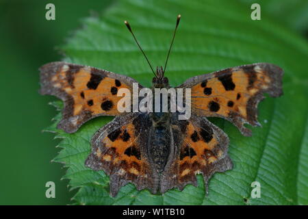 Komma (Polygonia c-Album) Schmetterling auf einem hellen Grün Blatt Stockfoto
