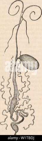 Archiv Bild ab Seite 465 Der cyclopaedia von Anatomie und. Die cyclopaedia von Anatomie und Physiologie cyclopdiaofana 0401 Todd Jahr: 1847 Lobule der Leber von Astacus fluviatilis. (MWeh") noch einmal, ob die Rohre sind wenige und von großer Länge, liegen lose in der Buchse des Körpers, und von einem Ende zum anderen, wie die biliäre Schiffe von Insekten Abb. 309. (Abb. 431. Vol. II.) Speiseröhre von pontia Brassica. (Abb. - 309.); oder ob Sie sind sehr nu-merous, weniger proportional Länge und Aggre-in eine kompakte Masse gated, wie in der Niere der höheren Tiere. In einem Stockfoto