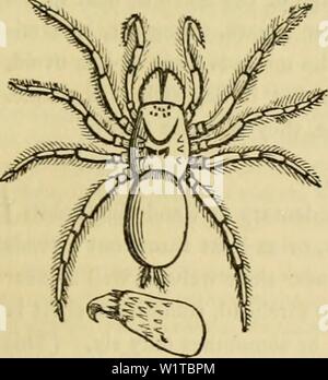 Archiv Bild von Seite 468 des Cuvier animal kingdom angeordnet. Der Cuvier animal kingdom: Entsprechend seiner Organisation cuviersanimalkin 00 cuvi Jahr: 1840 PULMONARIA angeordnet. Die 457, in einem Zustand der Ruhe, eine kreisförmige Fläche von sechs oder sieben Zoll im Durchmesser besetzen, und [geltend gemacht] Brummen - Vögel zu ergreifen. Sie bilden ihre Nester in tlie Schlitze von Bäumen, unter der Rinde, in den Hohlräumen der Steine und Felsen, oder auf der Oberfläche der Blätter von verschiedenen Gemüse. Die Zelle der M. avicularia ist in der Form der. ein Rohr, Nar - in einen Punkt auf seiner hinteren Extremitäten gerudert. Es besteht aus einem wh Stockfoto