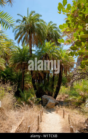 Palmen gesäumten Fluss, Canyon, Preveli, Kreta, Griechenland, Europa Stockfoto