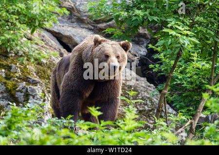 Braunbär, Ursus arctos, Nationalpark Bayerischer Wald, Bayern, Deutschland, Captive Stockfoto