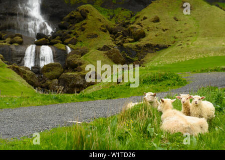 Isländische Schafe grasen vor einem Wasserfall, südlichen Teil von Island Stockfoto