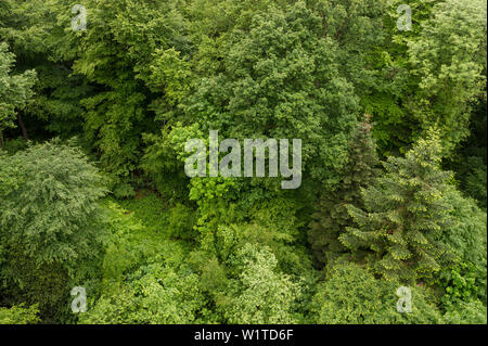 Luftaufnahme von Mischwald, Fichte (Picea abies), Buche (Fagus sylvatica) und wilde Kirsche (Prunus Avium), Emmendingen, Baden-Württemberg, Deutschland Stockfoto