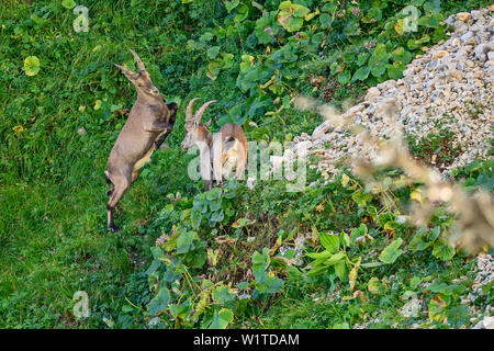 Junge Steinbock steht auf den Hinterbeinen und fordert zweite Steinbock zu kämpfen, Vercors, Dauphine, Dauphine, Isère, Frankreich Stockfoto