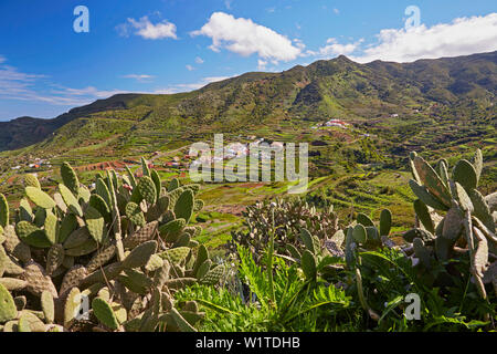 Blick über üppige Vegetation in Las Portelas, Teno Gebirge, Teneriffa, Kanarische Inseln, Islas Canarias, Atlantik, Spanien, Europa Stockfoto