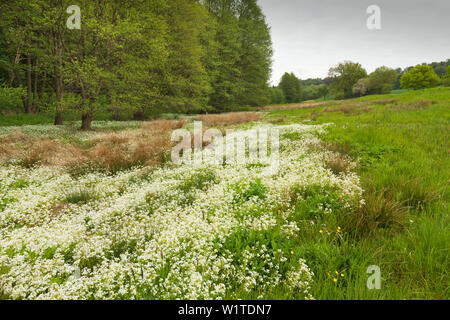 Marsh, Wiesenschaumkraut, Nationalpark Hainich, Thüringen, Deutschland Stockfoto