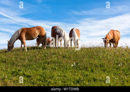 Gruppe von fünf Haflinger Pferde grasen im warmen Sonnenlicht auf einer Wiese Stockfoto