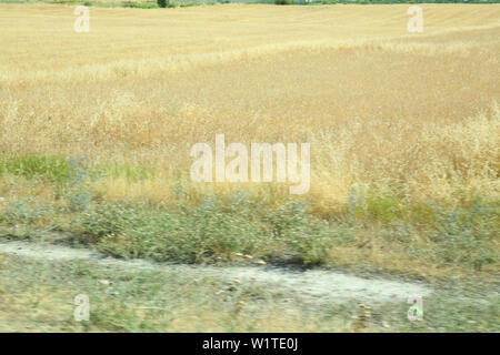 Ländliche Landschaft in der Morgendämmerung, Gelände mit oat Felder und aus dem Dorf auf dem Hügel. Foto. Gereifte blütenrispen Gemeinsame Hafer Avena sativa Stockfoto