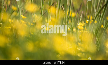 Sommer Wiese mit Wildblumen, Biosphärenreservat, Kulturlandschaft, Double Exposure, Spreewald, Brandenburg, Deutschland Stockfoto